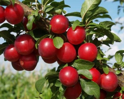 Слива колоновидная "Рубин"