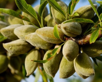 Миндаль "Никитский-62"