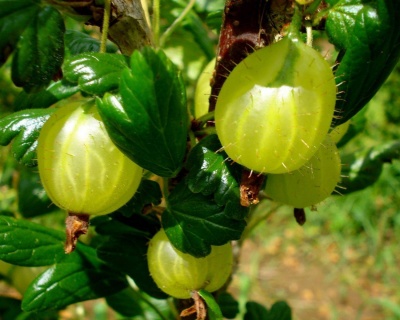 Крыжовник "Белый Триумф"