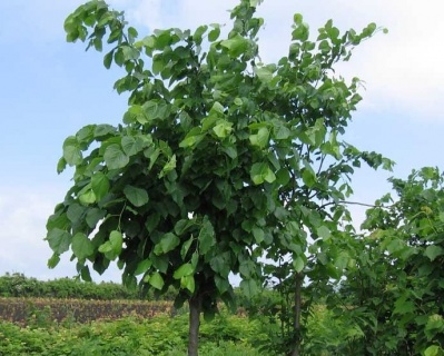 Липа крупнолистная