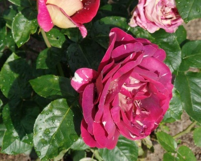 Роза Чайно-Гибридная «Пестрая Фантазия» 