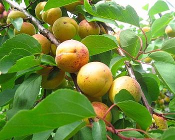 Жердела "Московская"