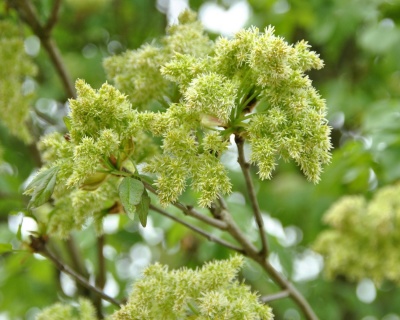 Ясень обыкновенный