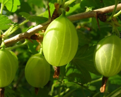 Крыжовник "Зеленый Дождь"