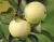 Яблоня "Белый Налив"