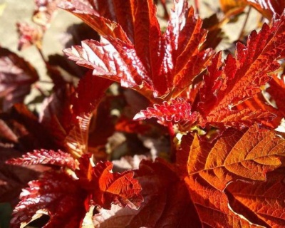 Пузыреплодник "Леди ин Ред" (Lady in Red)