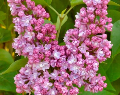 Сирень "Бель де Нанси"