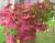 Гортензия метельчатая "Прим Ред" (PRIM'RED)