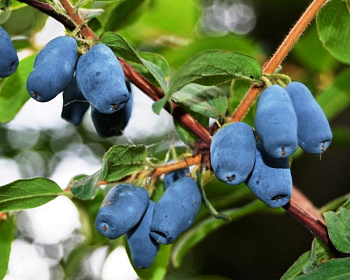 Жимолость "Синичка"