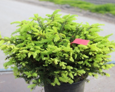 Ель обыкновенная "Нидиформис"