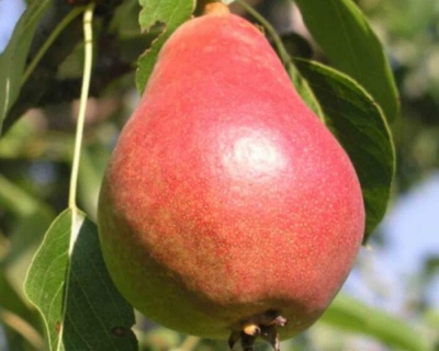 Груша "Ника"