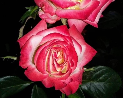 Роза Чайно-Гибридная «Императрица Фарах»