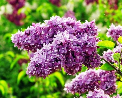 Сирень "Анри Робер"