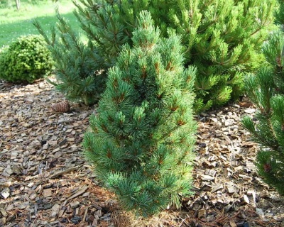 Сосна кедровая Европейская