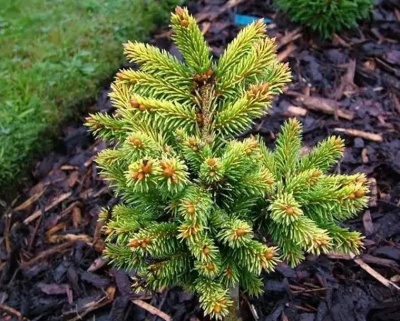 Ель обыкновенная "Ауреа"