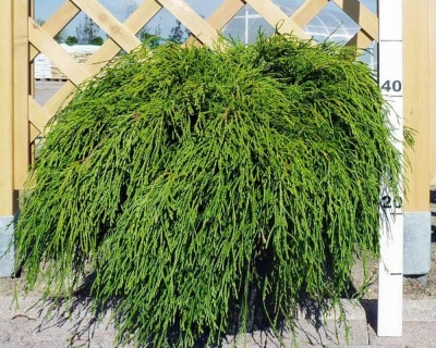 Кипарисовик Горохоплодный "Нана"