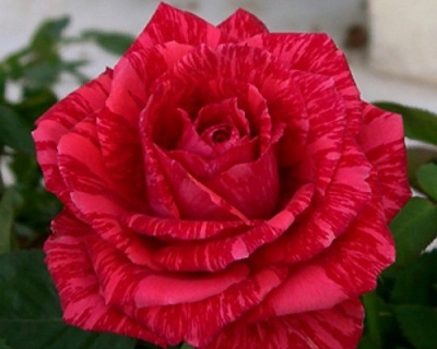 Роза Чайно-Гибридная «Ред Интуишн» 