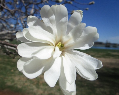 Магнолия "Роял Стар"