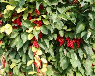 Китайский лимонник "Первенец" 