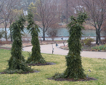 Ель сербская "Брунс"