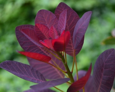 Скумпия "Вельвет Клок" (Velvet Cloak)