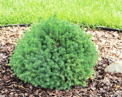 Ель обыкновенная "Томпа"