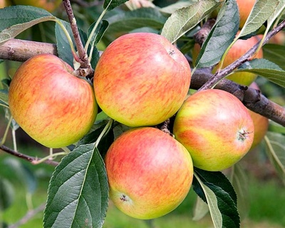 Яблоня колоновидная "Васюган"