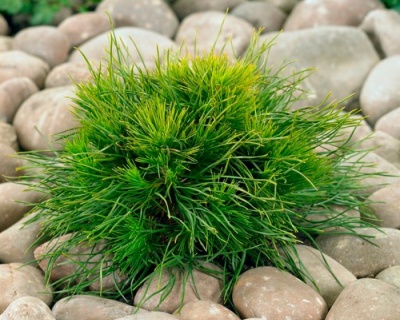 Сосна горная "Варелла"