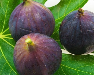 Инжир "Сабруция"