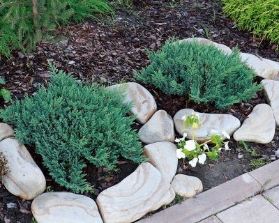 Можжевельник горизонтальный "Блю Форест"