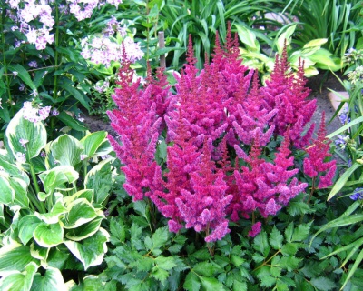 Астильба китайская "Вижнс"