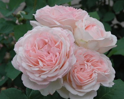 Пионовидная Роза «Клэр Роуз»