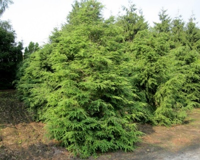 Тсуга канадская "Альбоспиката"