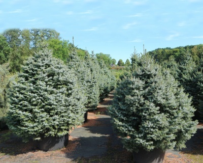 Ель сербская "Нана"