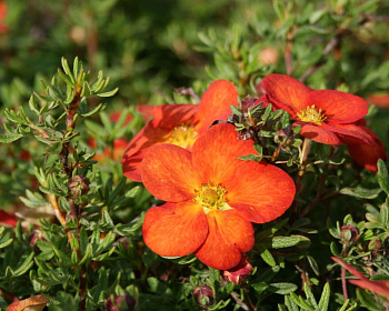 Лапчатка "Мэрион Ред Робин" (Marian Red Robin)