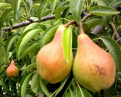 Груша колоновидная "Северянка"
