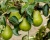 Груша колоновидная "Г-322"
