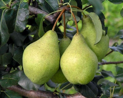 Груша колоновидная "Санреми"