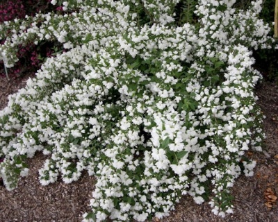 Чубушник "Сноубель"