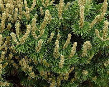 Сосна горная "Пол Малетер"