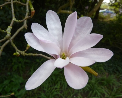 Магнолия "Леонард Мессель"