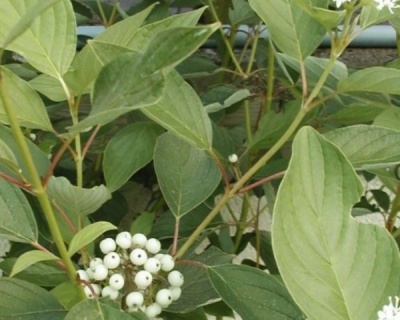 Дерен отпрысковый "Кардинал" (Cardinal)