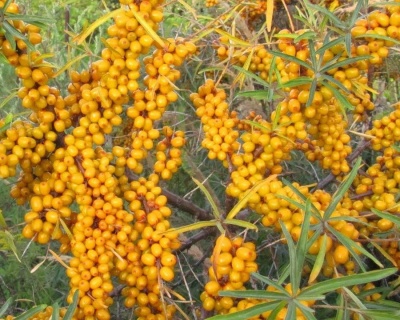 Облепиха "Золотой початок" (двудомная)