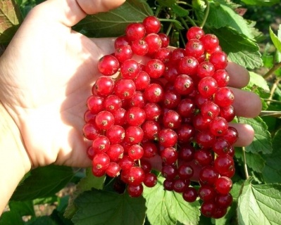 Смородина "Йонкер Ван Тетс"