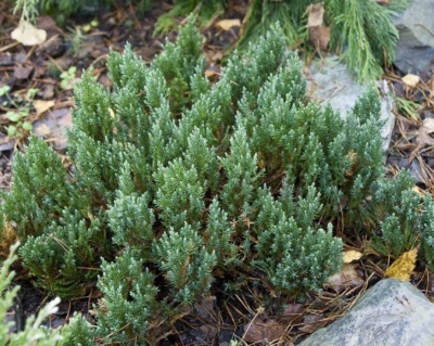 Можжевельник горизонтальный "Блю Форест"