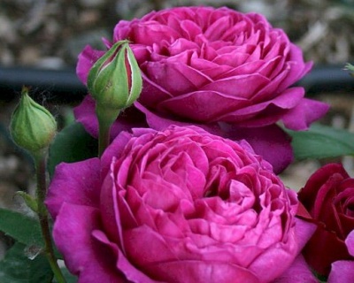 Роза Флорибунда «Олд Порт» 