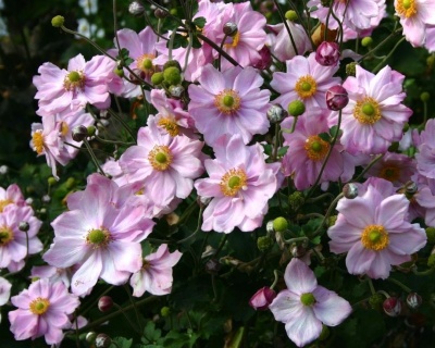 Анемона гибридная "Кенигин Шарлотта"