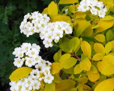 Спирея вангутта "Голд Фонтан"