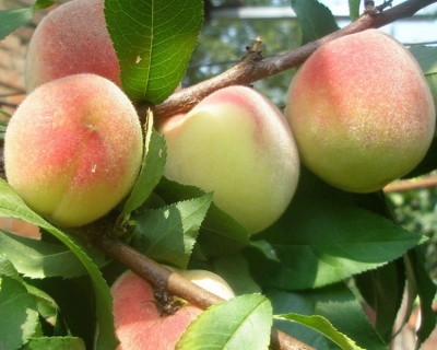 Персик "Елгавский"