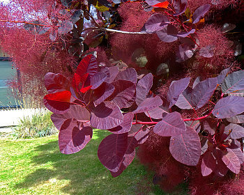 Скумпия "Рубрифолиус" (Rubrifolius)